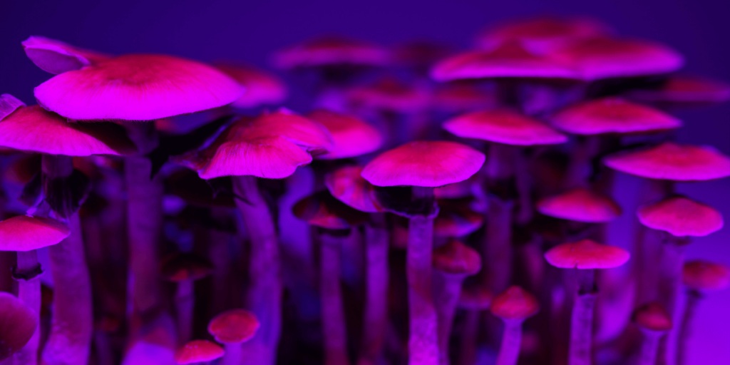 mushroom microdosing